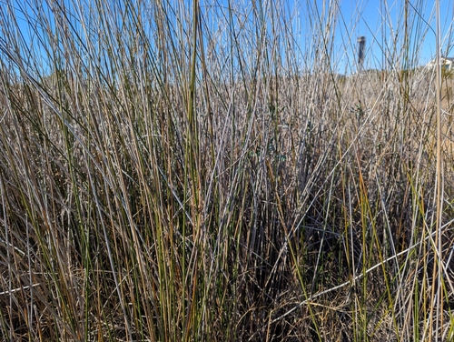 Juncus roemerianus, photograph 6