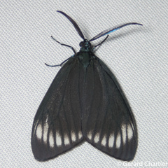 Cyclosia panthona