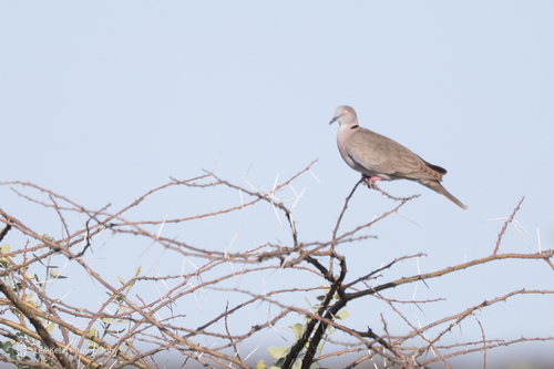 Mourning Collared Dove