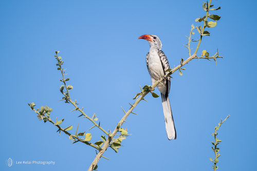 Northern Red-billed Hornbill