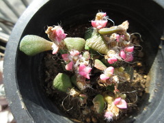 Anacampseros rufescens