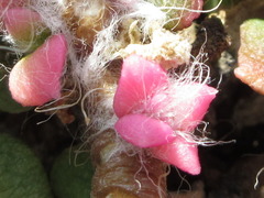 Anacampseros rufescens