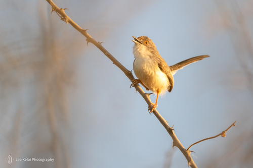 Red-fronted Prinia