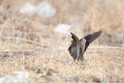 Lichtenstein's Sandgrouse