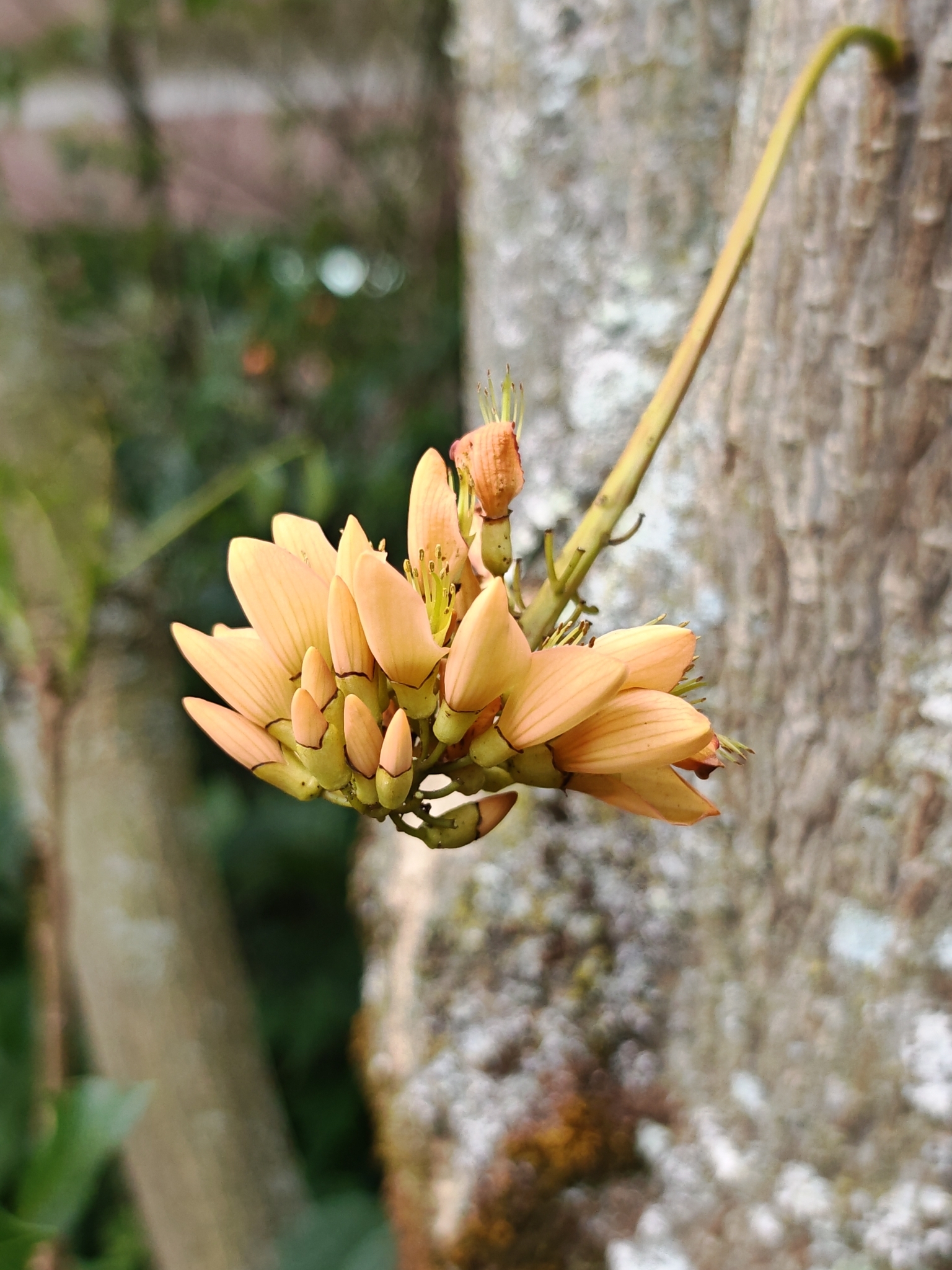 Edible erythrina