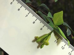 Wikstroemia nutans