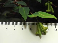 Wikstroemia nutans