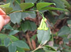 Wikstroemia nutans
