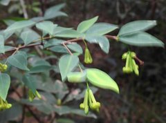 Wikstroemia nutans