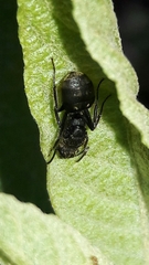 Dolichoderus bispinosus