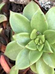 Dudleya caespitosa