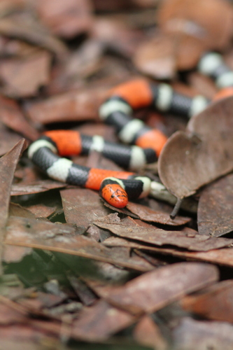 Natterer's Coralsnake