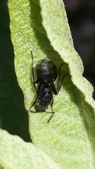 Dolichoderus bispinosus
