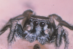 Habronattus clypeatus
