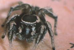 Habronattus clypeatus