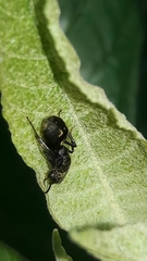 Dolichoderus bispinosus