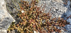 Epilobium macropus