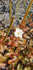Epilobium macropus