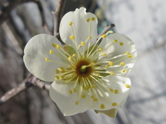 Prunus mume
