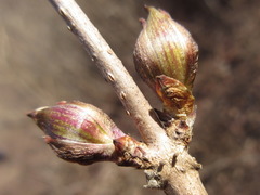Sambucus sieboldiana