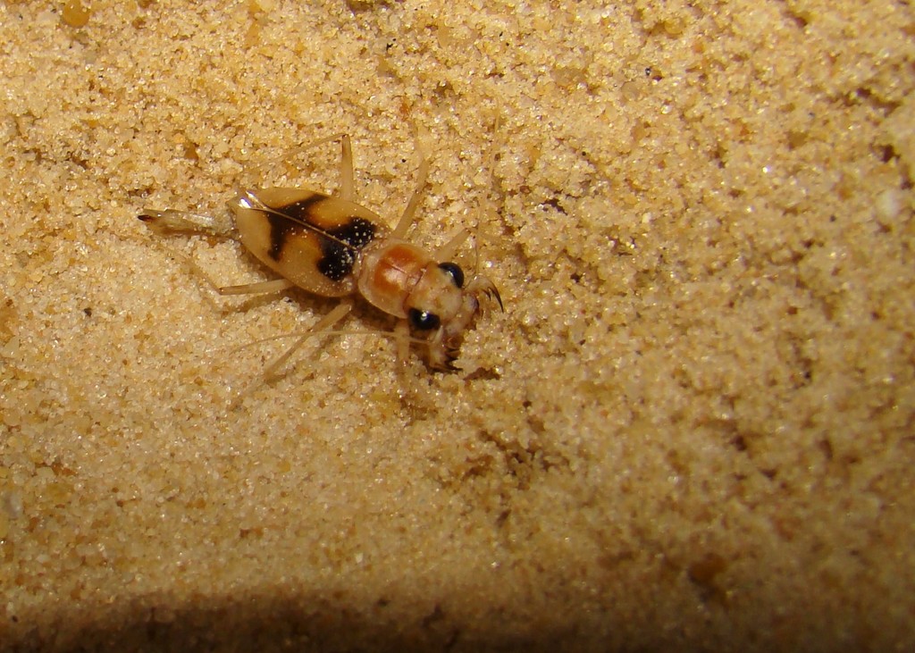 Phaeoxantha bifasciata