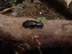 Strongylium auratum