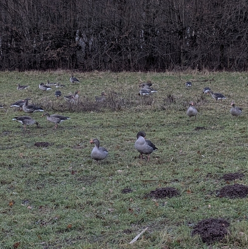 Graugans observed by dactimus_glomerata