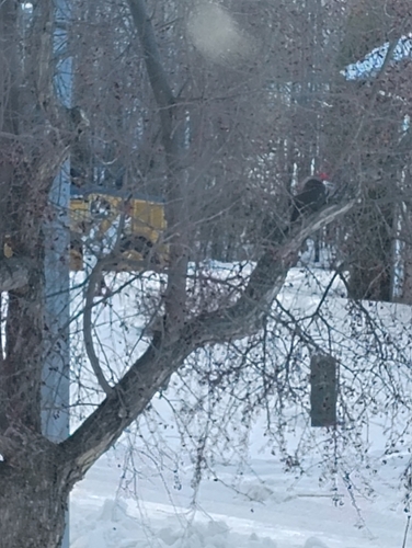 Pileated Woodpecker observed by marica30951