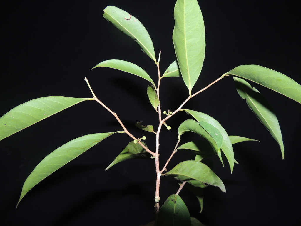Oxandra riedeliana