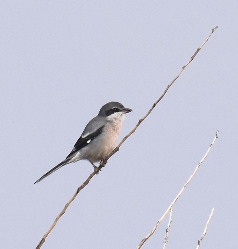 Iberian Grey Shrike (Lanius meridionalis), photo 3