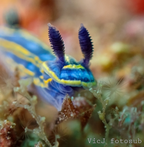 Felimare bilineata