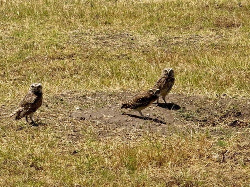 Burrowing Owl observed by rimonmara