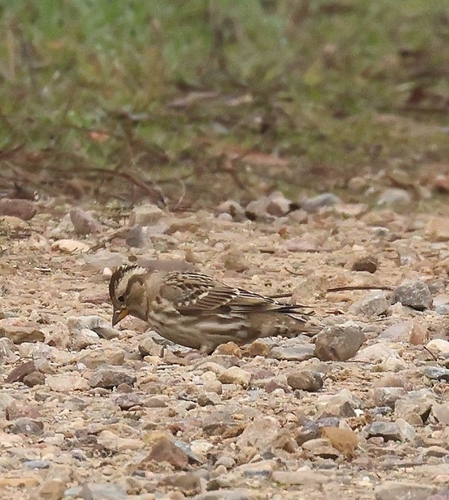 Rock Sparrow (Petronia petronia), photo 7