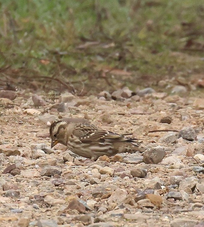 Rock Sparrow (Petronia petronia), photo 10
