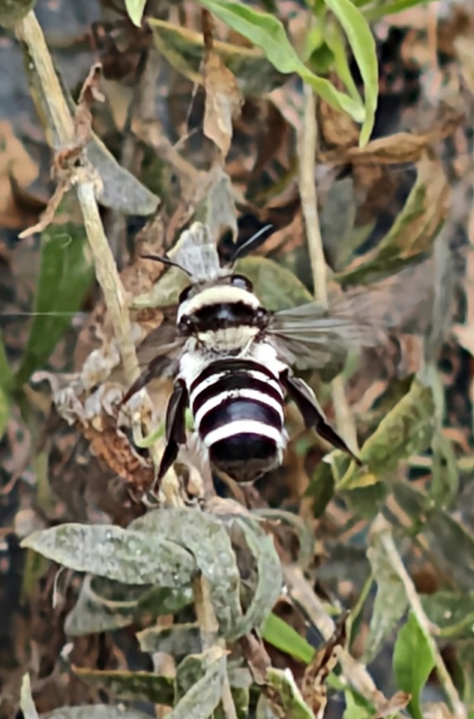 Caupolicana gayi
