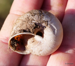 Helminthoglypta arrosa