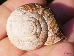 Helminthoglypta arrosa