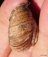 Helminthoglypta arrosa