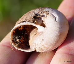 Helminthoglypta arrosa