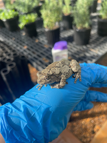 Cope's Gray Treefrog observed by laney26231
