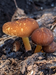 Pluteus romellii