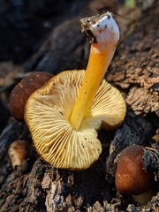 Pluteus romellii