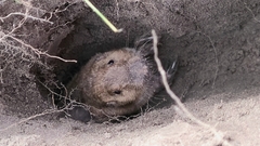 Tropical Pocket Gopher photo 3
