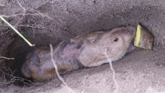 Tropical Pocket Gopher photo 4