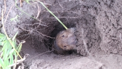 Tropical Pocket Gopher photo 2