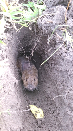 Tropical Pocket Gopher (Geomys tropicalis) — Endangered Mammalia
