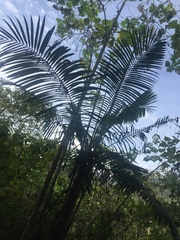 Prestoea