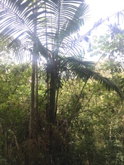 Prestoea