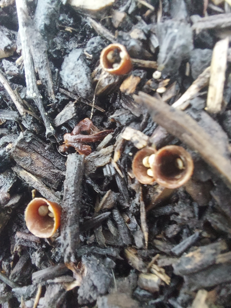 Crucibulum laeve · January 2026 · photo: © matthewvosper (iNaturalist, cc-by)