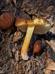 Pluteus romellii